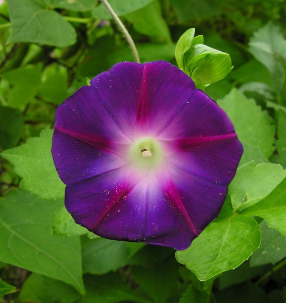 Vaizdas:Ipomoea purpurea1. MKE. 2008-08-07.jpg