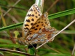 Sidabrinis perlinukas (Issoria lathonia)