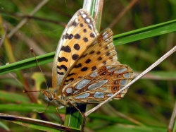 Issoria lathonia, 2006-09-03.jpg