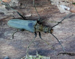 Isvartinis usuotis.MKE.2011-06-27patinas.jpg