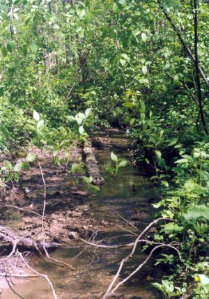 Jautkupis Petrosineje 1999 05 09.jpg