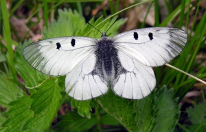 Juodasis apolonas. MKE.JPG