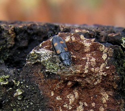 Keturtaskis zvilgvabalis.MKE.2008-04-03.jpg