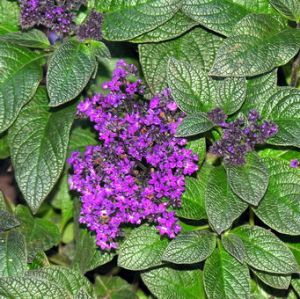 Kvapnusis heliotropas.MKE.jpg