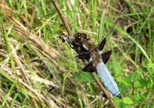 LIBELLULA DEPRESSA.MKE.patinas.jpg
