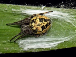 Larinioides cornutus.MKE.2006-07-06.jpg