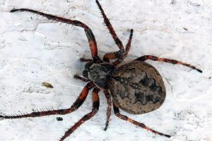 Larinioides ixobolus.2010-07-31.jpg