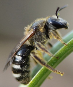 Lassioglosum sp. MKE.2011-04-24.jpg