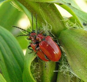 Lelijinis lapgrauzis.MKE.2010-05-23.jpg