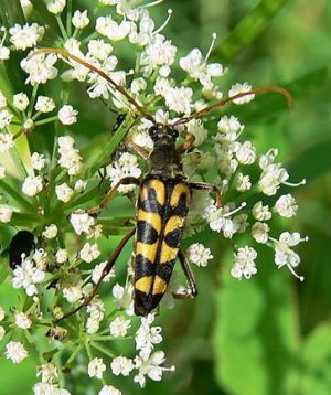 Leptura mimica-MKE.jpg