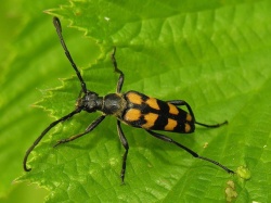 Leptura quadrifasciata.MKE. 2006-07-07.jpg