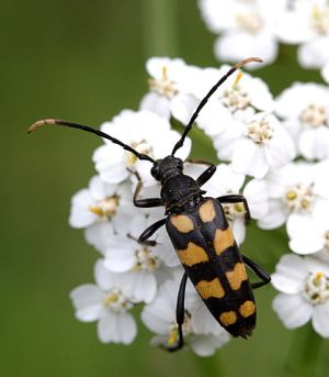 Leptura quadrifasciata.Rimvydo.090715.jpg