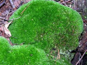 Leucobryum glaucum.MKE.JPG