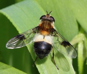 Leucozona lucorum.MKE.2012-05-26.jpg