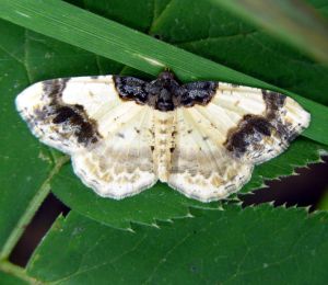 Ligdia adustata.MKE.JPG