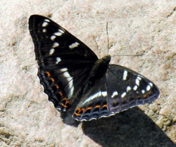 Limenitis populi MKE.jpg