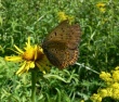 Čiobrelinis auksinukas (Lycaena alciphron)