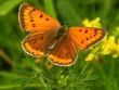 Didysis auksinukas (Lycaena dispar)