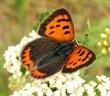 Mažasis auksinukas (Lycaena phlaeas)