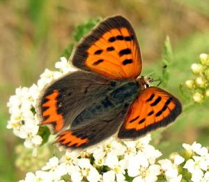 Lycaena phlaeas. MKE.jpg