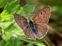 Lycaena tityrus.RimvydoKindurio.110806-09.jpg