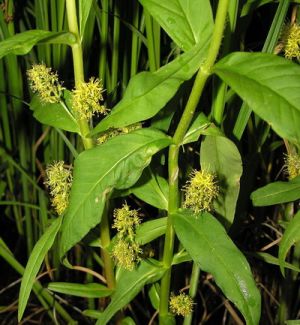 Lysimachia thyrsiflora.MKE.2006.06.25.JPG