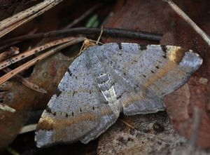 Macaria liturata.R.Kindurio.130627-01-copy.jpg
