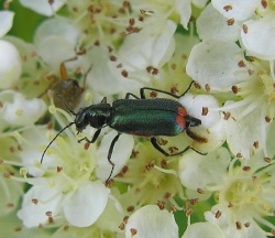 Malachius bipustulatus.2010-05-30.jpg