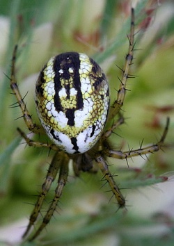 Mangora acalypha.Rimvydo.100620-39.jpg