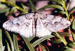 Mazasis ankstyvasis sprindzius.Kli.jpg