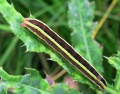 Melanchra pisi.2007-09-08.jpg