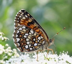 Melitaea diamina.RimvydoKindurio.110611.jpg