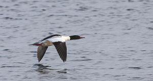 Mergus merganser.Rimvydo.100310.jpg