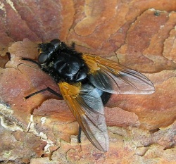 Mesembrina meridiana.MKE.2010-05-15.jpg