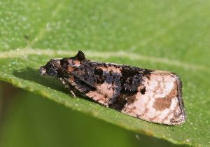 Metendothenia atropunctan.R.Kindurio.120603-10-copy.jpg