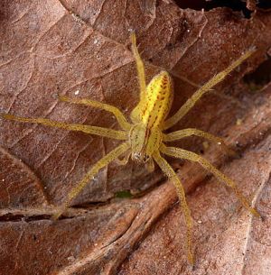 Micrommata virescens.Rimvydo.100428.jpg