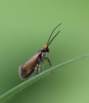 Micropterix calthella.RimvydoKindurio.100516.jpg