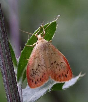 Miltochrista miniata.RimvydoKindurio.110716.jpg
