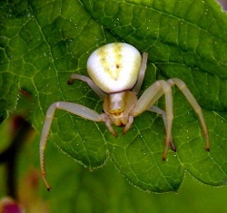 Misumena vatia.MKE.jpg