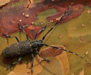 Monochamus galloprovincialis.Rimvydo.040721.jpg