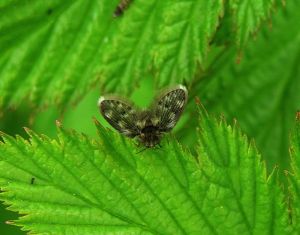 Musele.2008-05-01.jpg