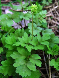 Muskusinis uksminas1.2008-04-27.jpg