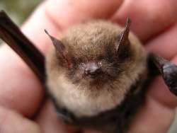 Myotis brandtii2 resize.jpg