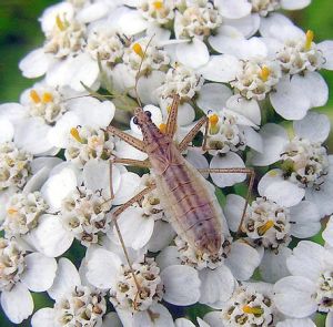 Nabis limbatus.MKE.2010-08-03.jpg