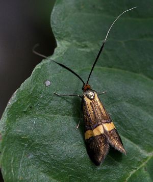 Nemophora degeerella.RimvydoKindurio.110703.jpg