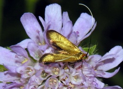 Nemophora metallica. MKE.jpg