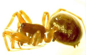 Neriene clathrata.MKE.2008-10-26.jpg