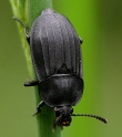 Silpha tristis