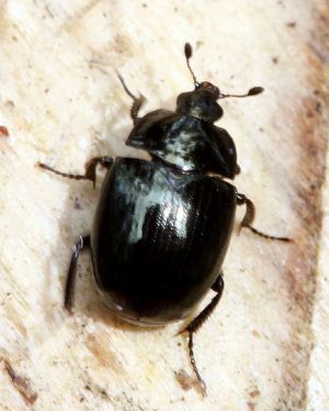 Nezinomas2.Rimvydo.100514-43.jpg