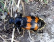 Paprastasis duobkasys (Nicrophorus vespillo)